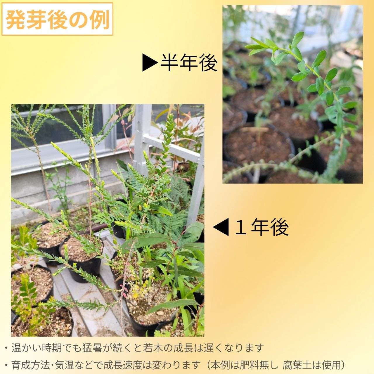 メラレウカ・デクサタ 種子 | トーテムポール - 淡い紫色の花のオージープランツ - 種子