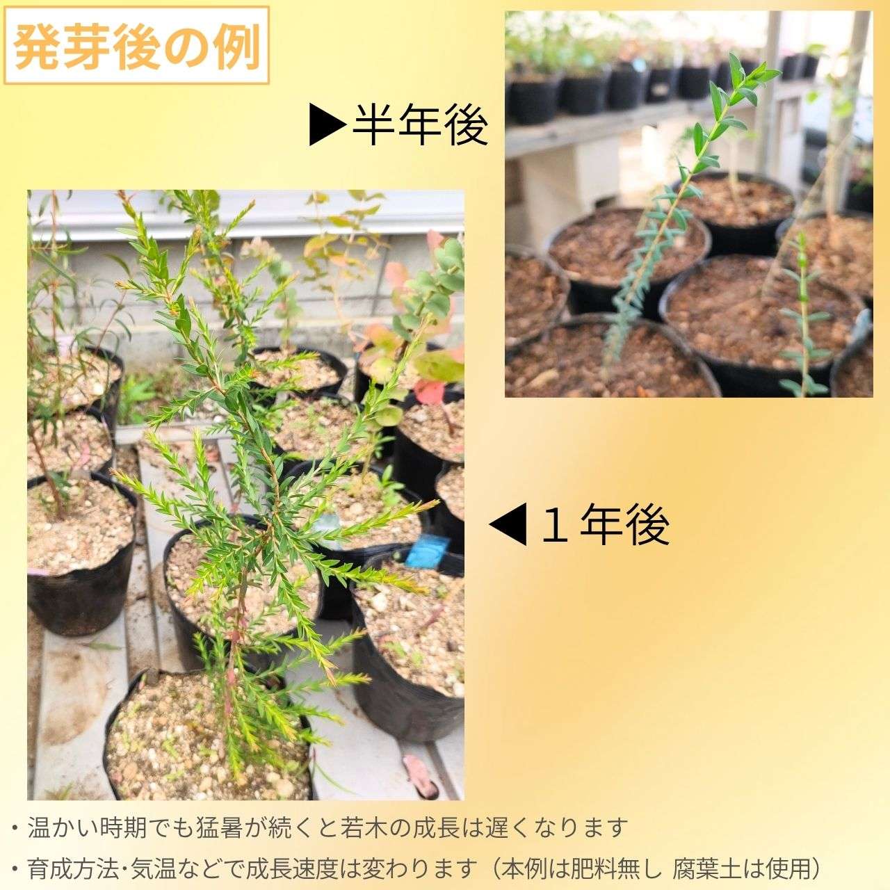ラベンダーティーツリー 種子 | メラレウカ・エリシフォリア - ロザリナ精油が有名なオージープランツ - 種子