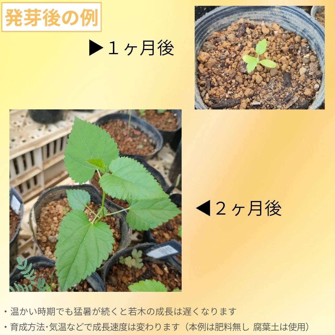 シロクワ（白桑） 種子 | ホワイト・マルベリー - マルベリー - 種子