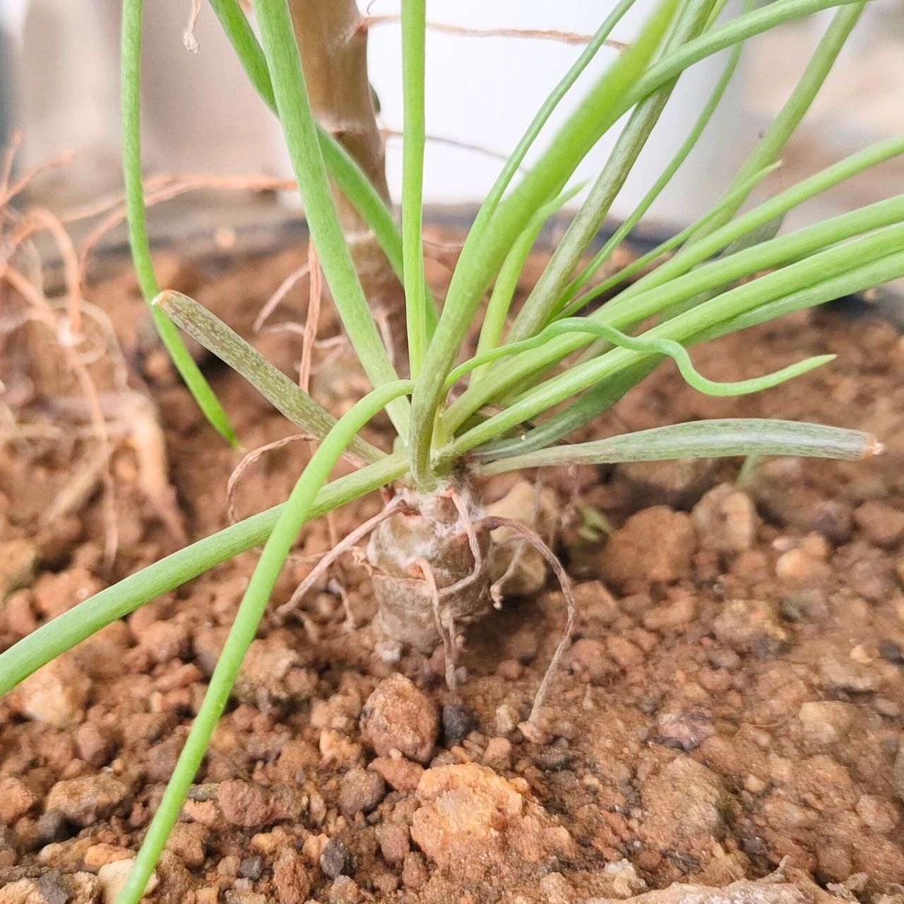 オトンナ・プロテクタ 種子 | コーデックス、多肉植物 - 種子