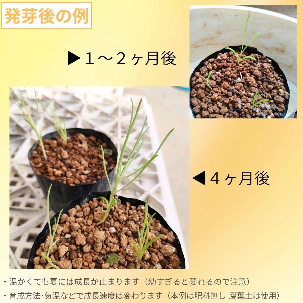 オトンナ・プロテクタ 種子 | コーデックス、多肉植物 - 種子