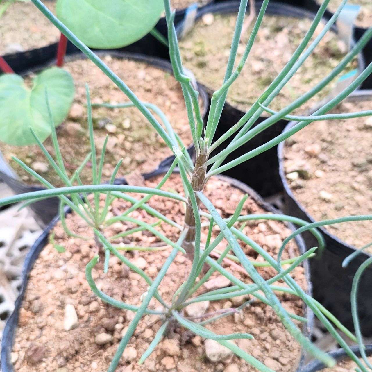 オトンナ・プロテクタ 種子 | コーデックス、多肉植物 - 種子
