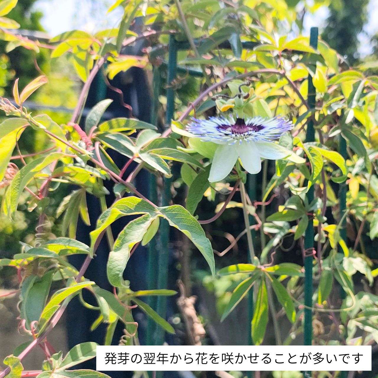 パッシフロラ・カエルレア 種子 | ブルー・パッションフラワー - 時計草 - 種子