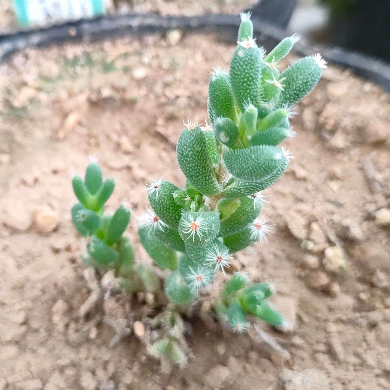 トリコディアデマ・デンサム 種子 | コーデックス、多肉植物 - 種子