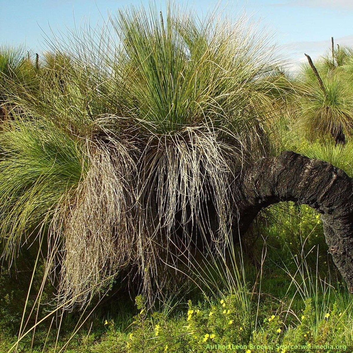 クサントロエア・オーストラリス （アウストラリス） 種子 | グラスツリー - オージープランツ、観葉植物 - 種子