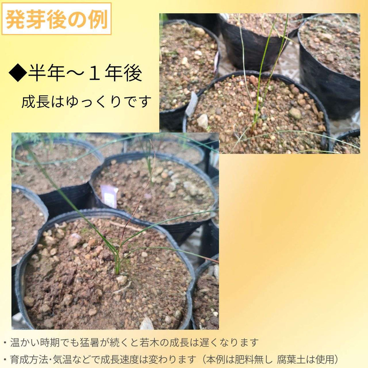 クサントロエア・オーストラリス （アウストラリス） 種子 | グラスツリー - オージープランツ、観葉植物 - 種子
