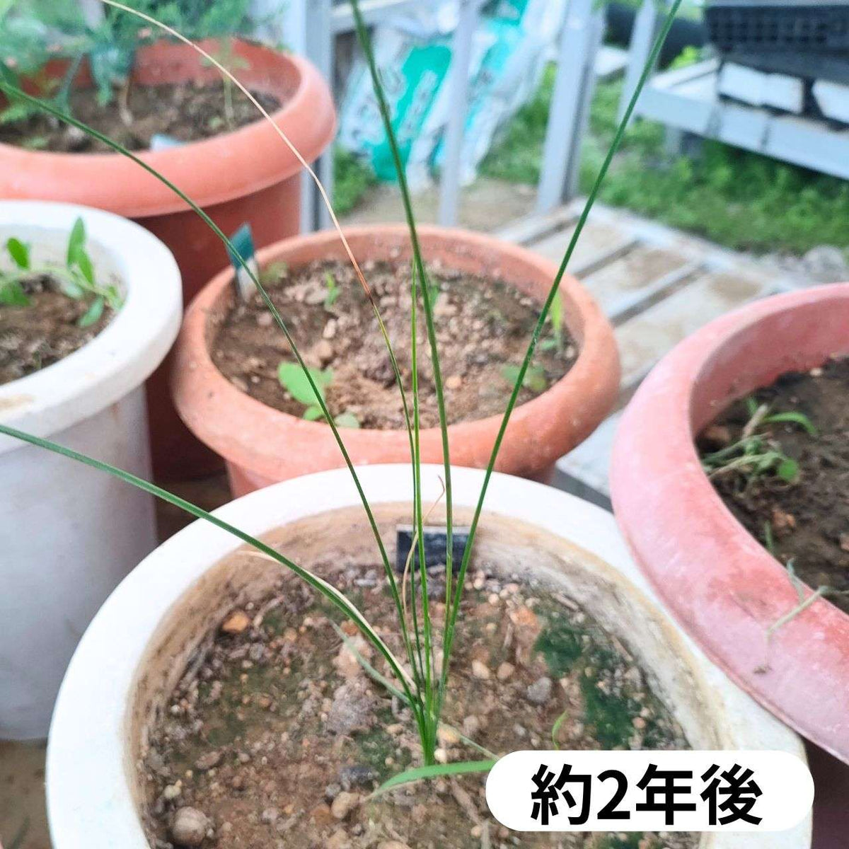 クサントロエア・オーストラリス （アウストラリス） 種子 | グラスツリー - オージープランツ、観葉植物 - 種子