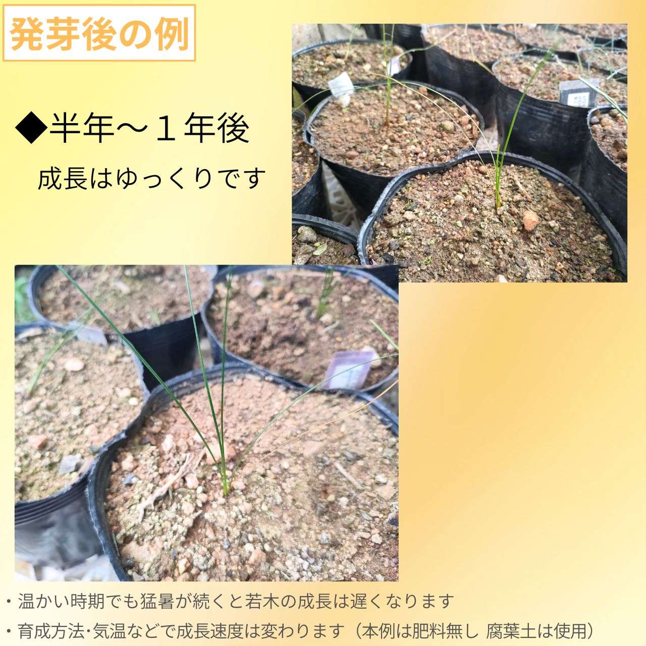 ザントロエア・プレイシー  種子 | グラスツリー - オージープランツ、観葉植物 - 種子