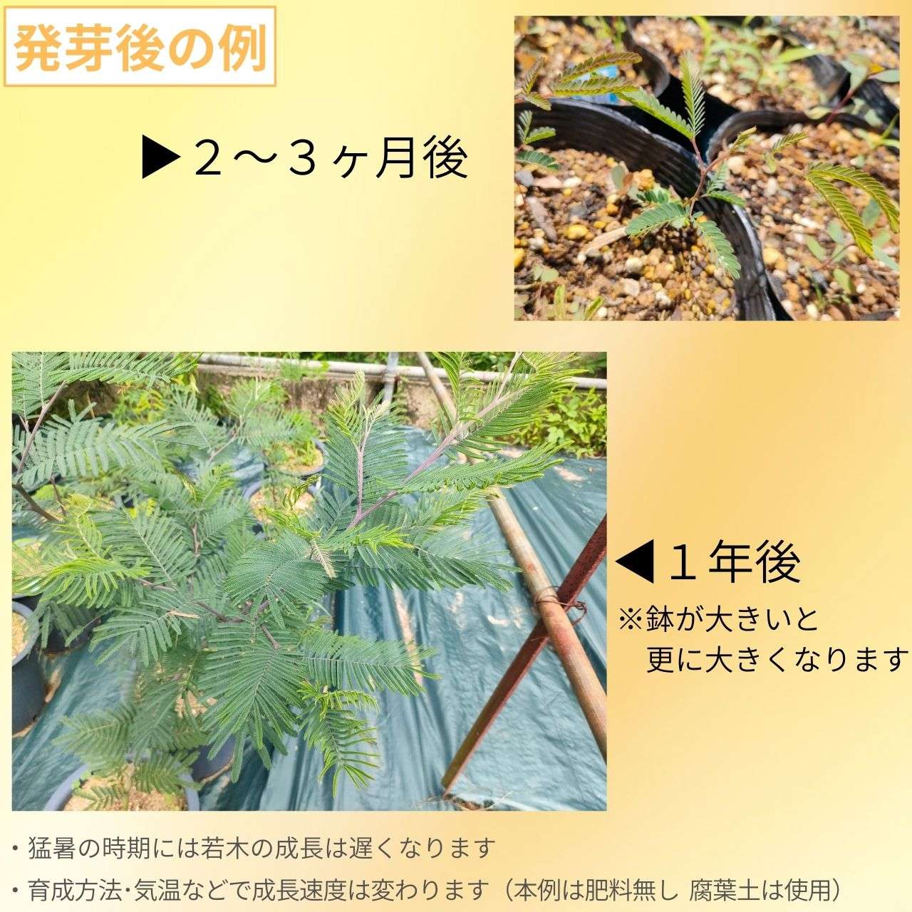 フサアカシア 種子 | シルバーワトル - ミモザの代表種 - 種子