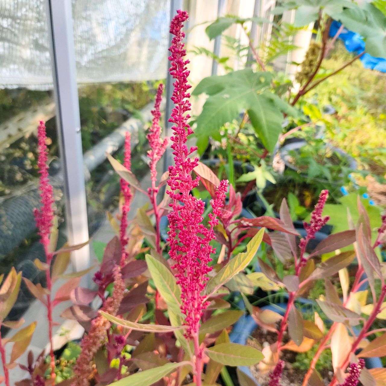 スギモリゲイトウ 種子 | アマランサス･クルエンタス - 古代から栽培された草花 - 種子