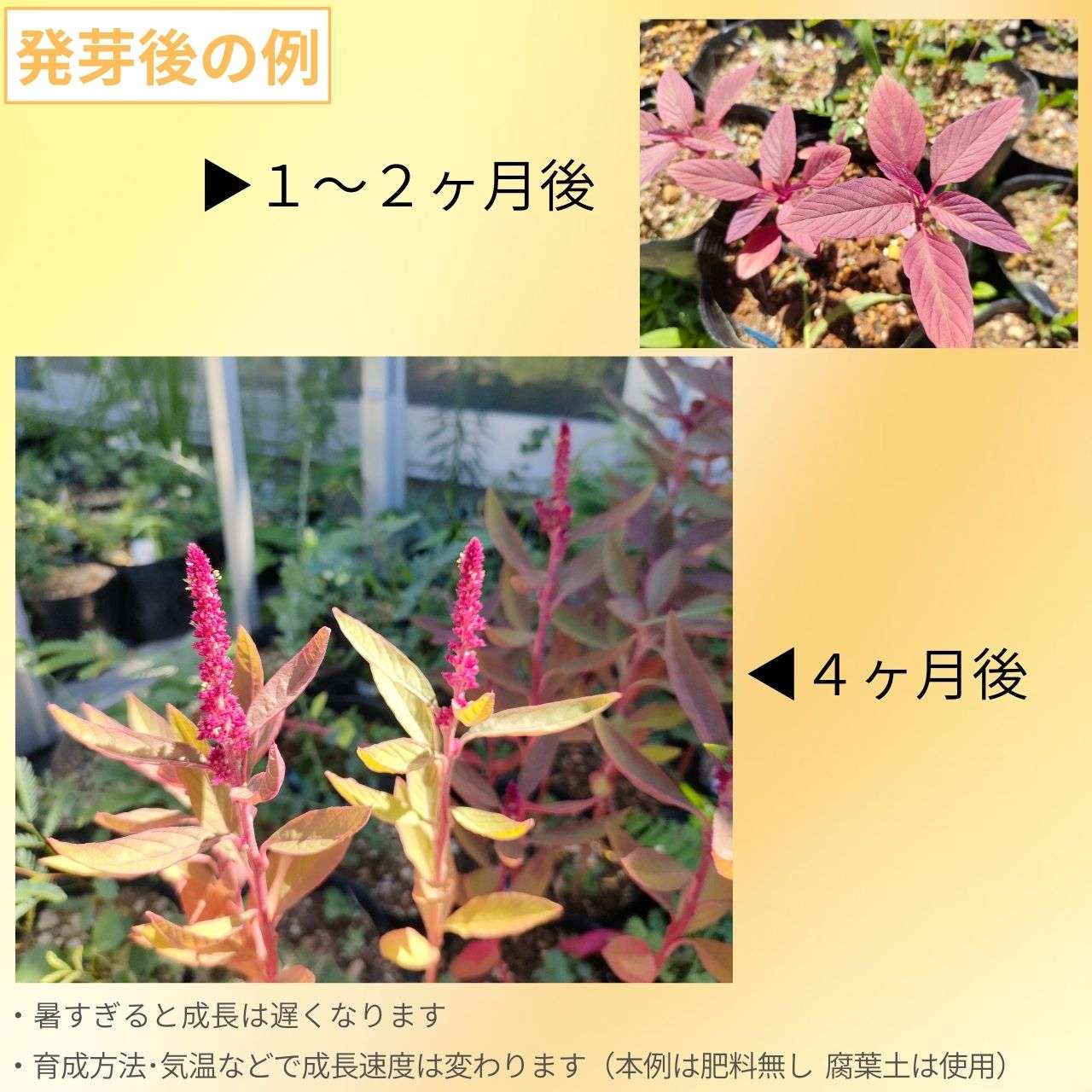 スギモリゲイトウ 種子 | アマランサス･クルエンタス - 古代から栽培された草花 - 種子