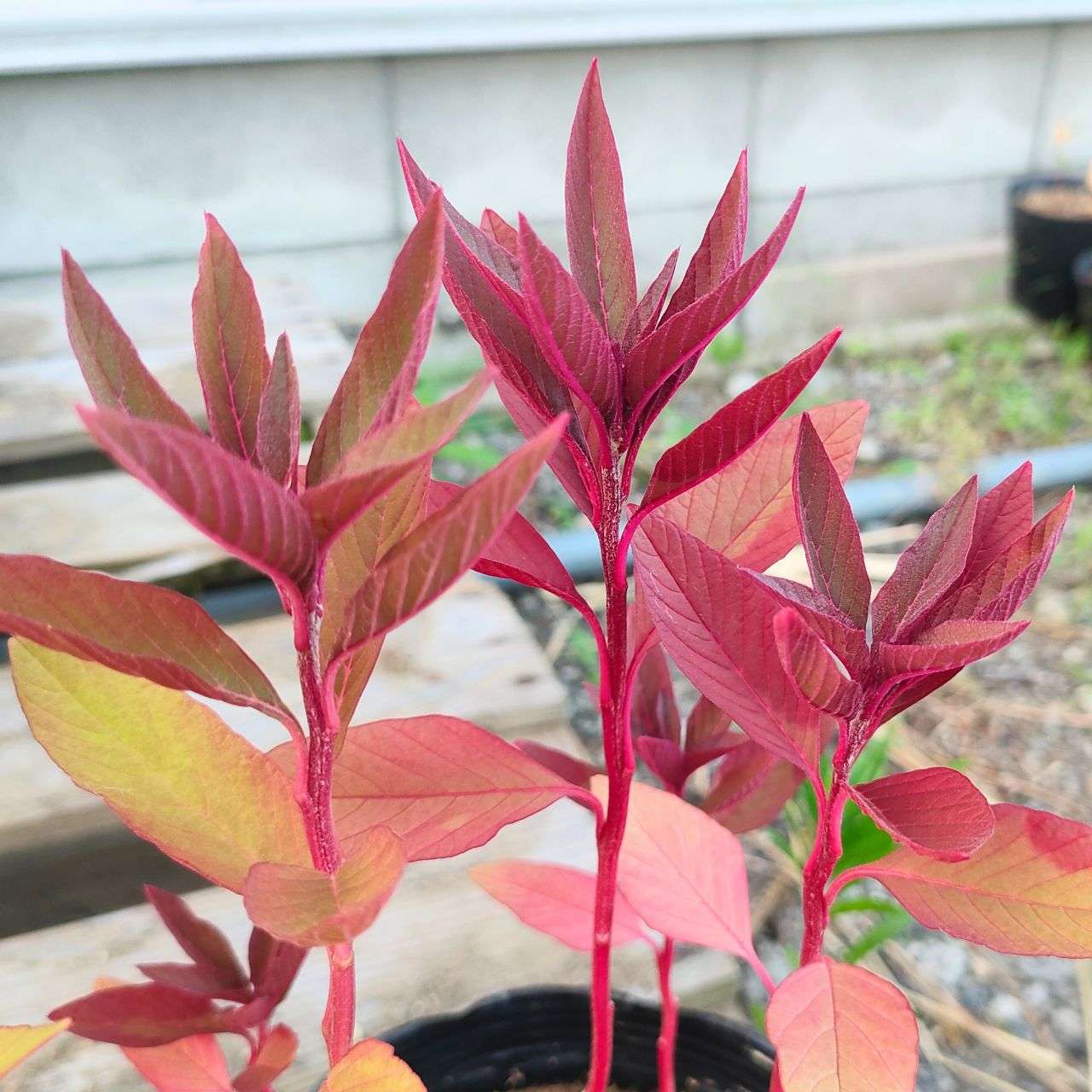 スギモリゲイトウ 種子 | アマランサス･クルエンタス - 古代から栽培された草花 - 種子