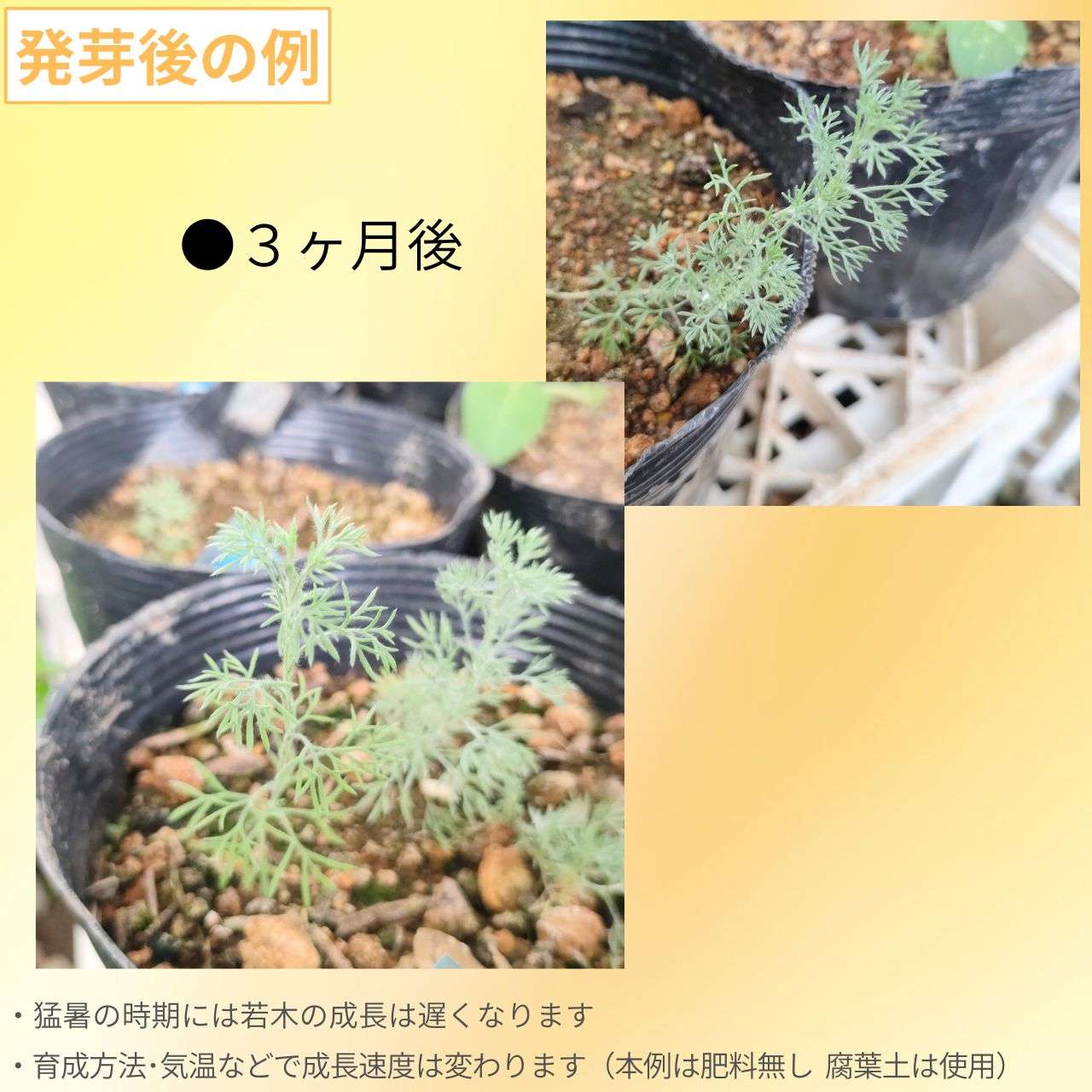マンシュウアサギリソウ 種子 | フリンジ・ヤマヨモギ - 北半球のヨモギ、甘い香り - 種子