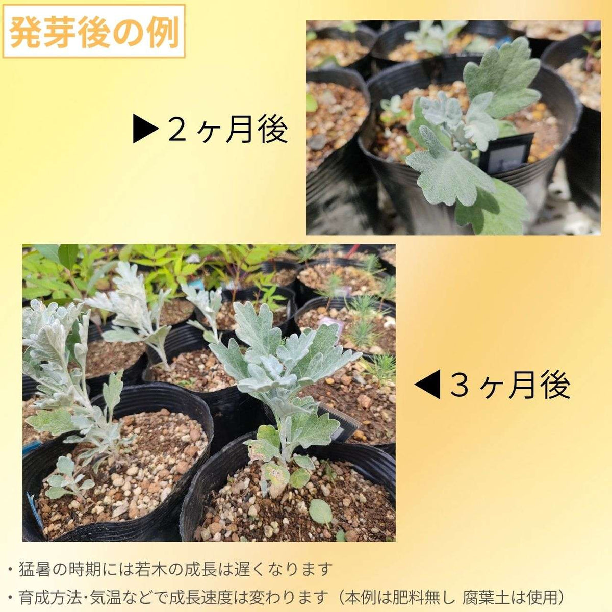 シロヨモギ 種子 | 白い絹毛のヨモギ - 種子