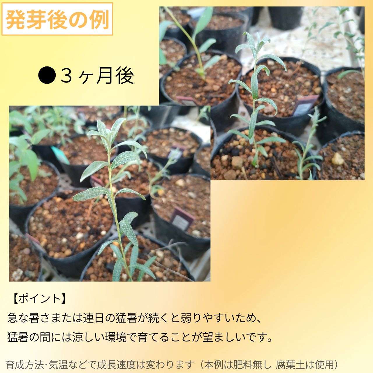スナジグミ 種子 | シーバックソーン - グミ科のサジーの一種 - 種子
