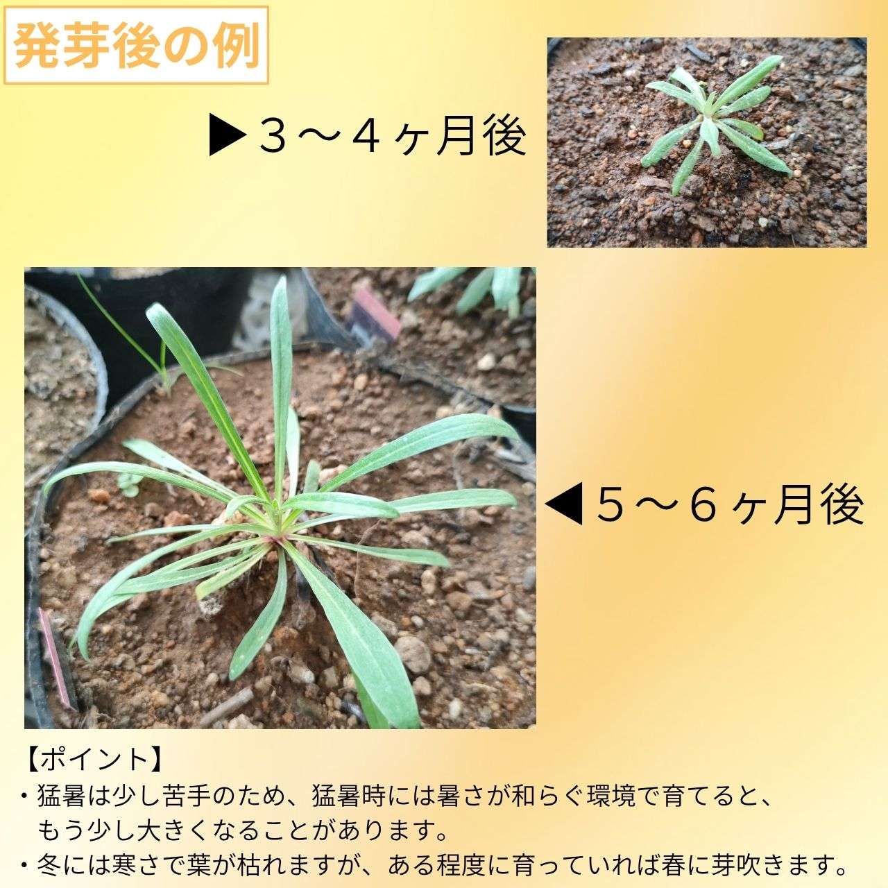 エーデルワイス 種子 | セイヨウウスユキソウ - アルプスの山の花 - 種子