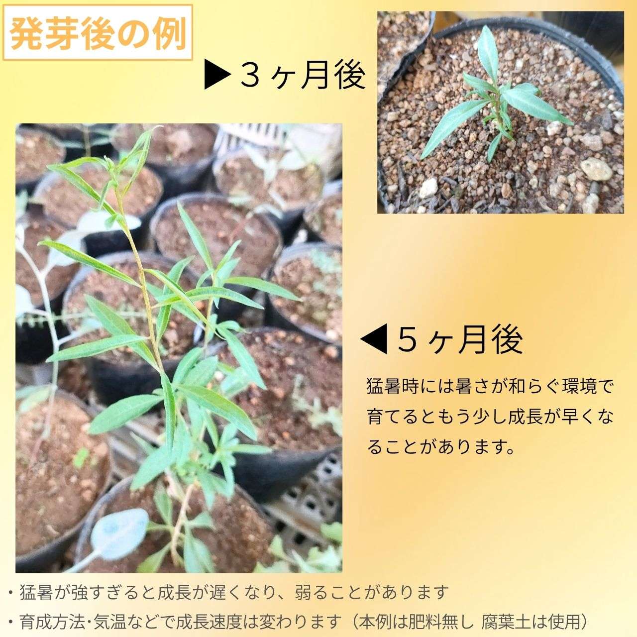 クコ（枸杞） 種子 | ウルフベリー - オレンジ色の果実 - 種子