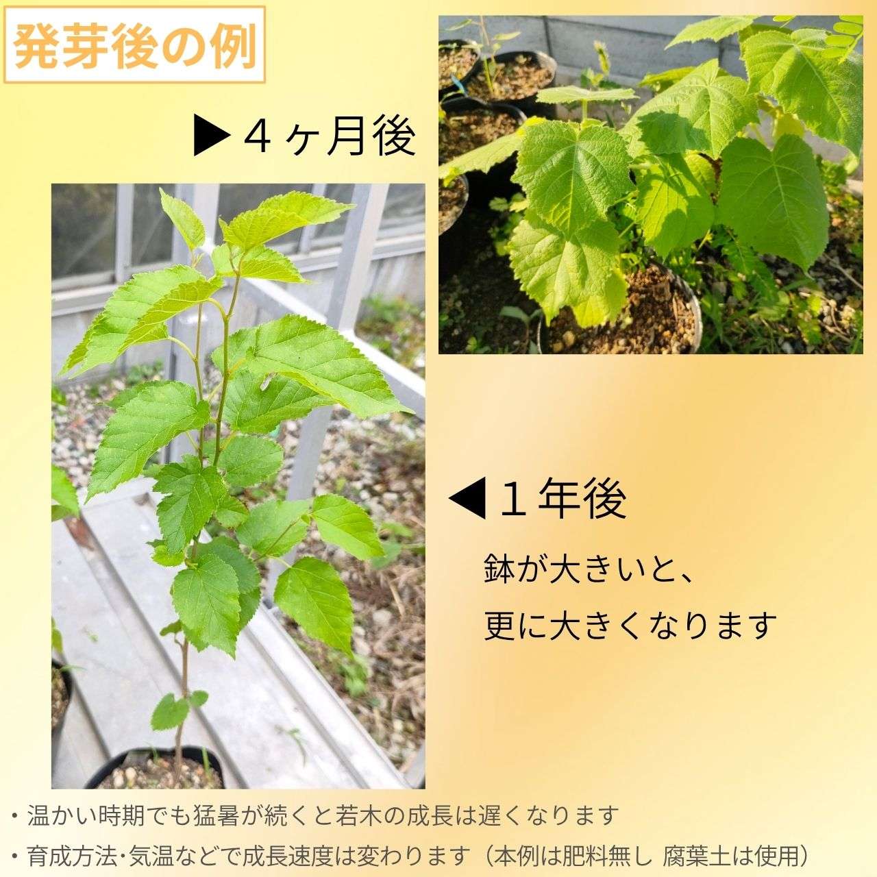 クロミグワ 種子 | ブラックマルベリー - 黒い実のクワの木 - 種子