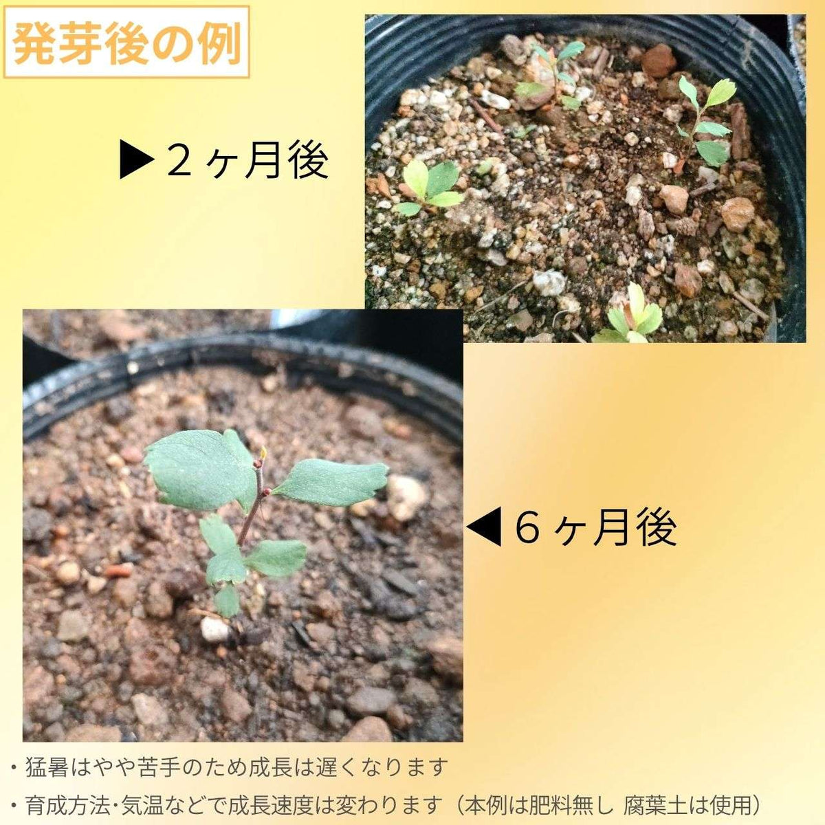セイヨウヤチヤナギ 種子 | スウィートゲイル - 香水や香料に用いられる「甘いヤナギ」 - 種子