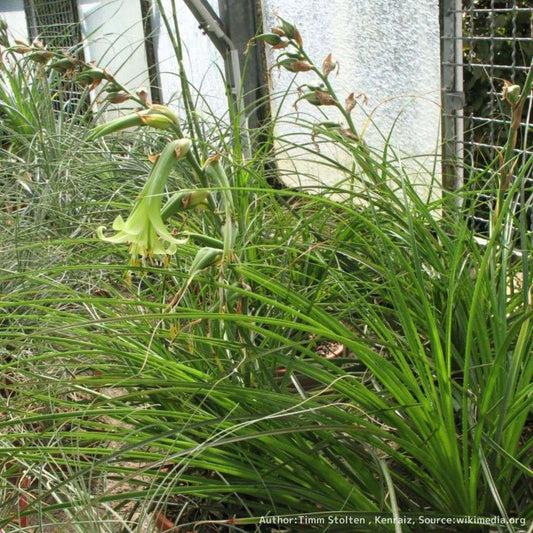 プヤ・ミラビリス 種子 | パイナップル科の観葉植物 - 種子