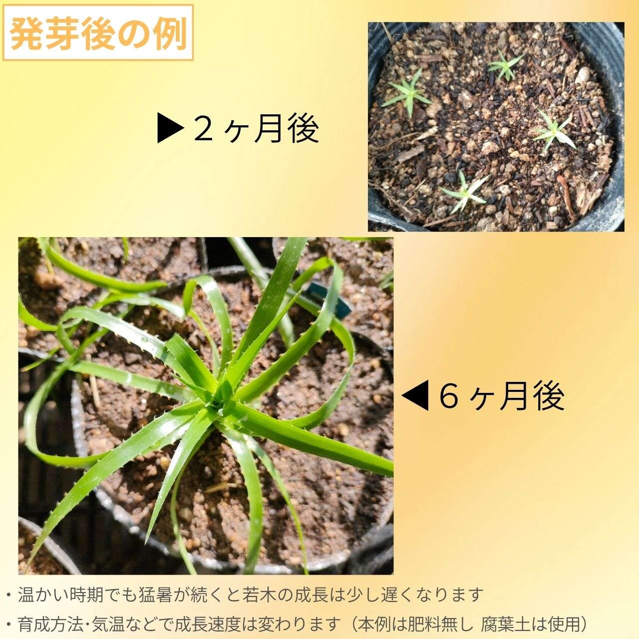 プヤ・ミラビリス 種子 | パイナップル科の観葉植物 - 種子