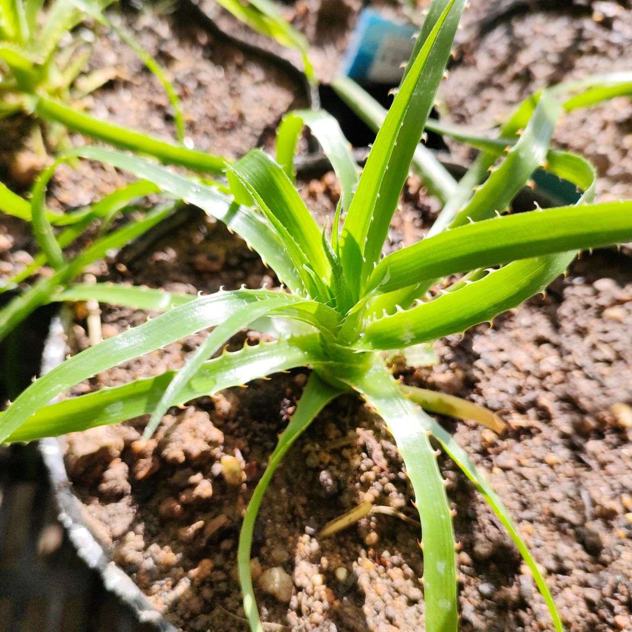 プヤ・ミラビリス 種子 | パイナップル科の観葉植物 - 種子