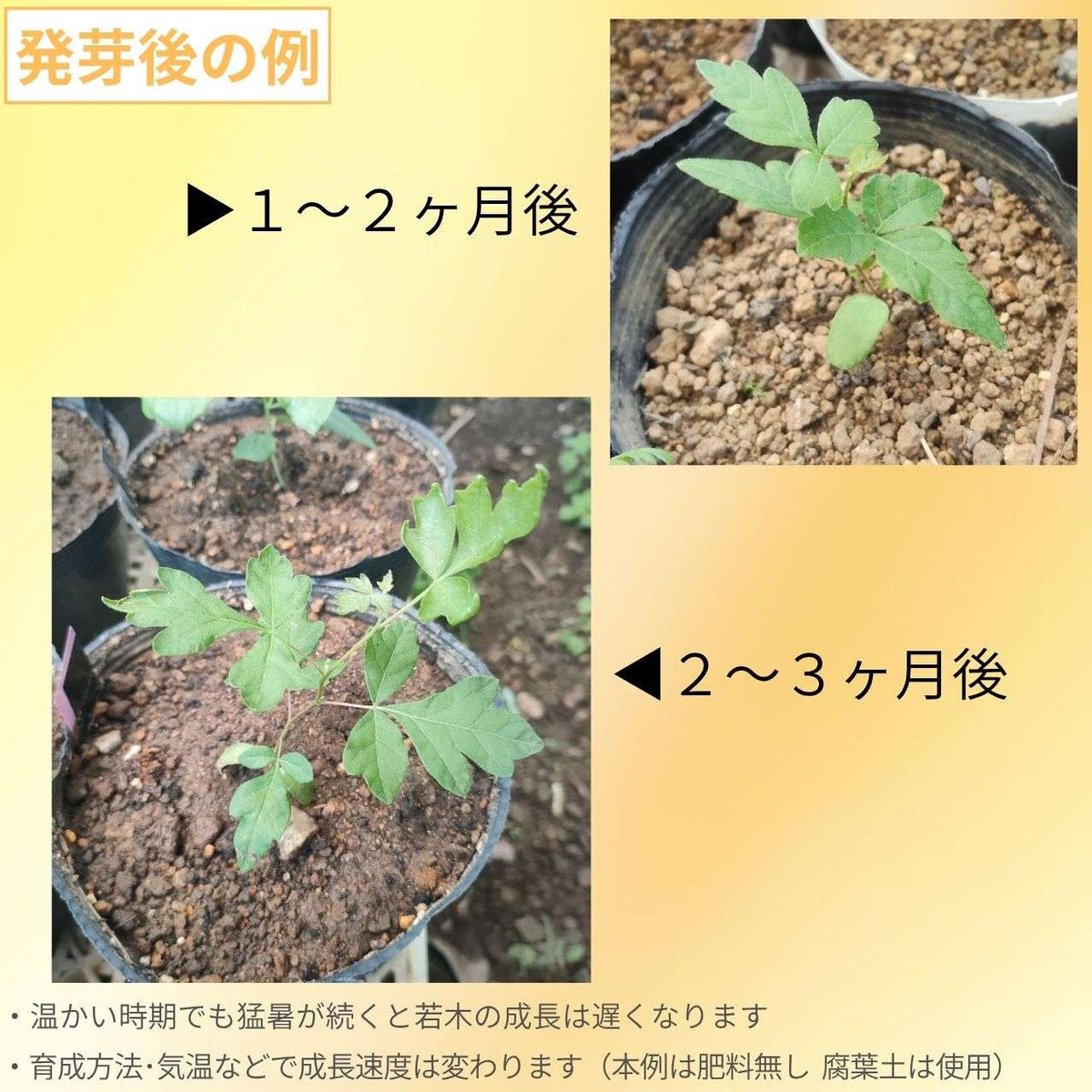 ルス・アロマティカ 種子 | ニオイウルシ - 香りがよいウルシ、紅葉 - 種子