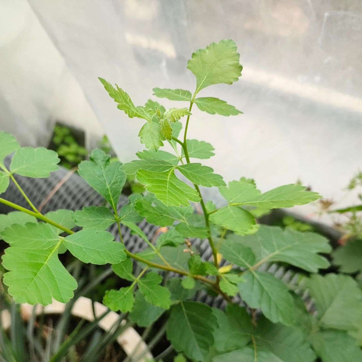 ルス・アロマティカ 種子 | ニオイウルシ - 香りがよいウルシ、紅葉 - 種子