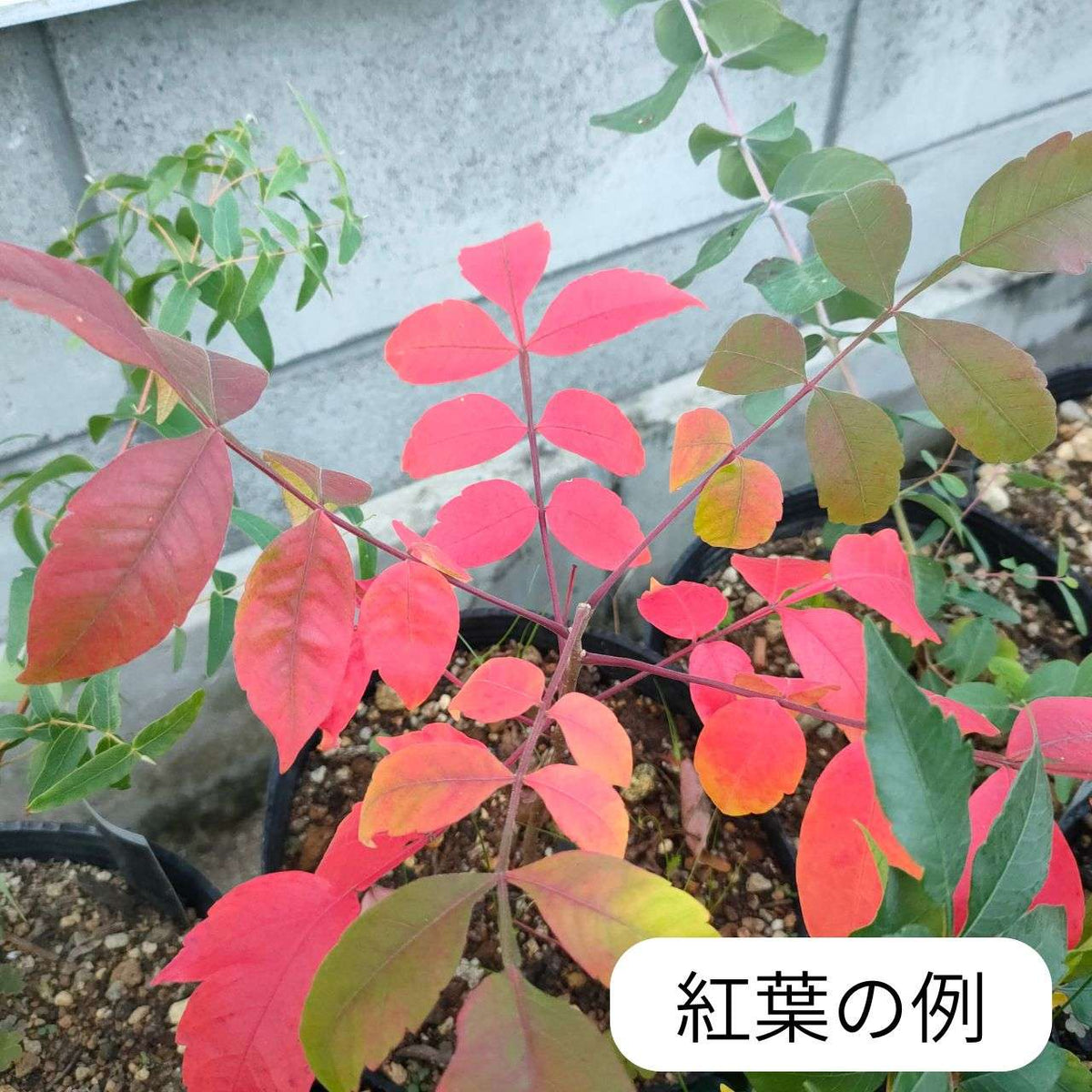 ルス・コパリナム 種子 | シャイニング・スマック - 翼のあるウルシ、輝くウルシ、紅葉 - 種子
