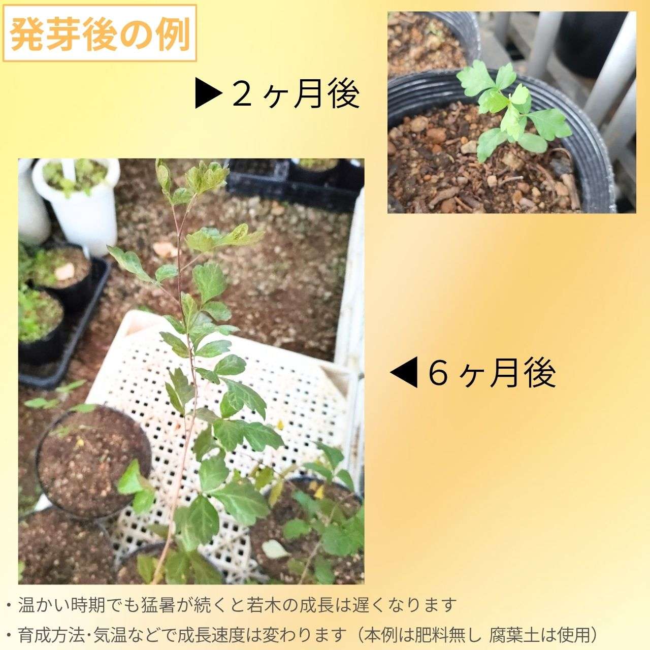 ルス・トリロバータ 種子 | サワーベリー - 薬のような苦い香りのウルシ、紅葉 - 種子