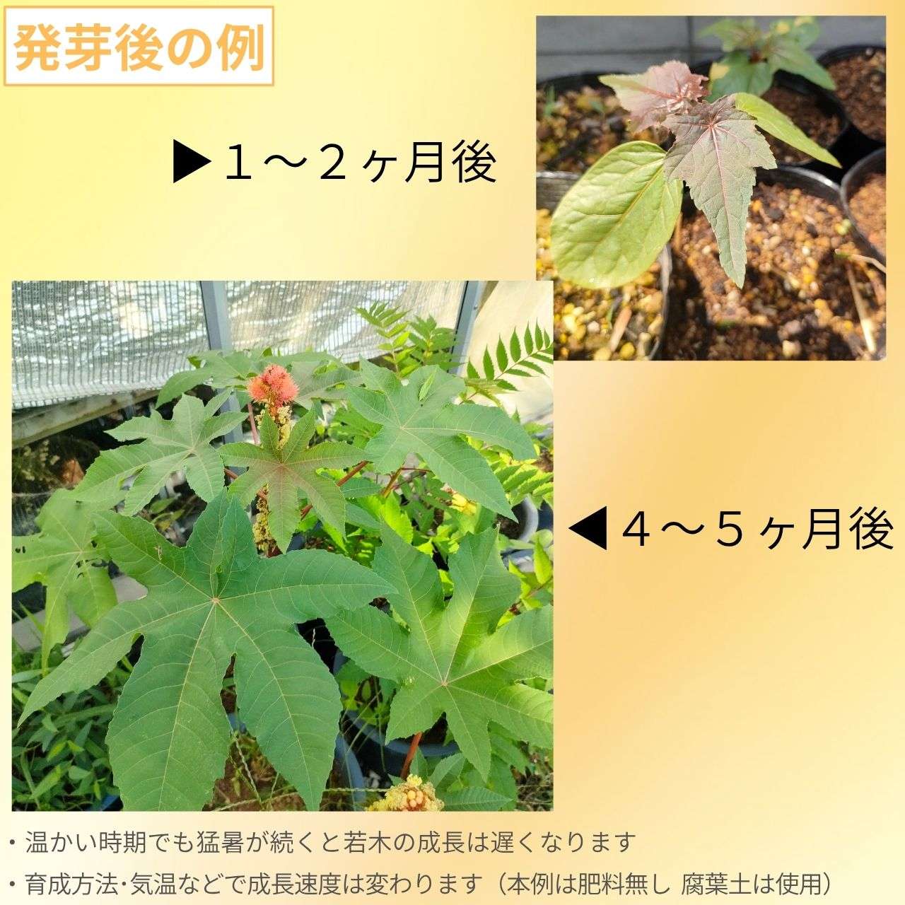 トウゴマ 種子 | キャスターオイル（ひまし油）の植物として有名 - 種子