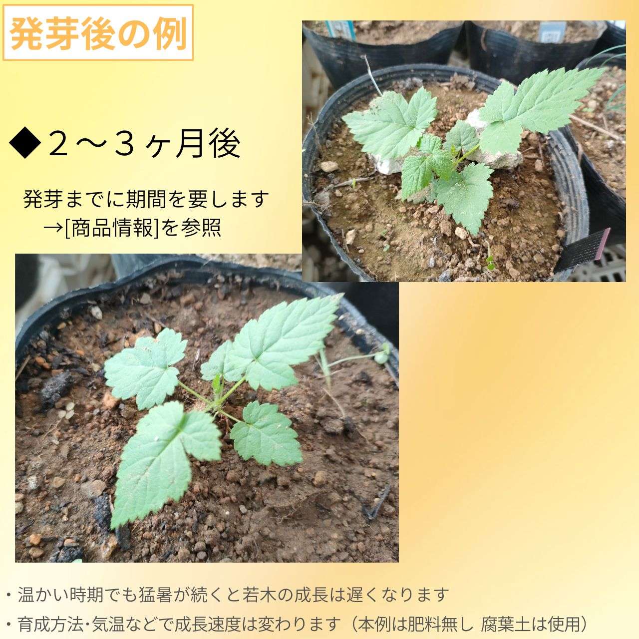 ブラックラズベリー 種子 | クロミキイチゴ - 北米のキイチゴ - 種子