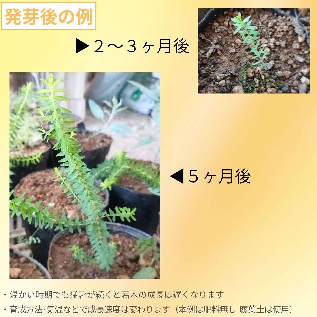 メラレウカ・ディオスミフォリア 種子 | ボトルブッシュ、オージープランツ - 種子