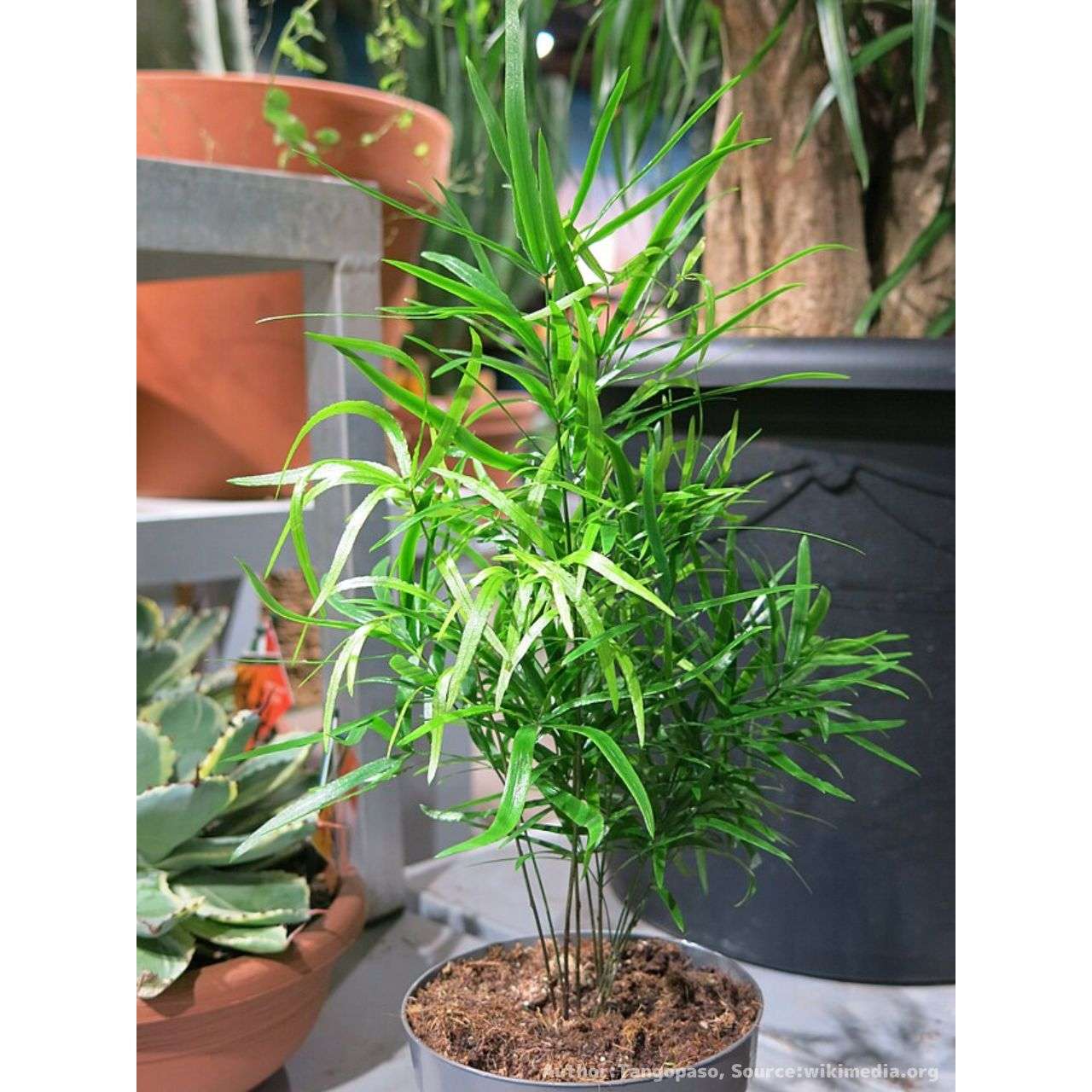 アスパラガス・ファルカタス 種子 | シックルソーン - 観葉植物 - 種子