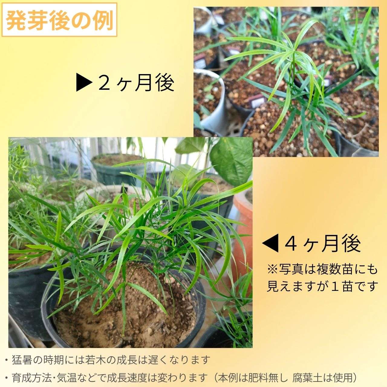 アスパラガス・ファルカタス 種子 | シックルソーン - 観葉植物 - 種子