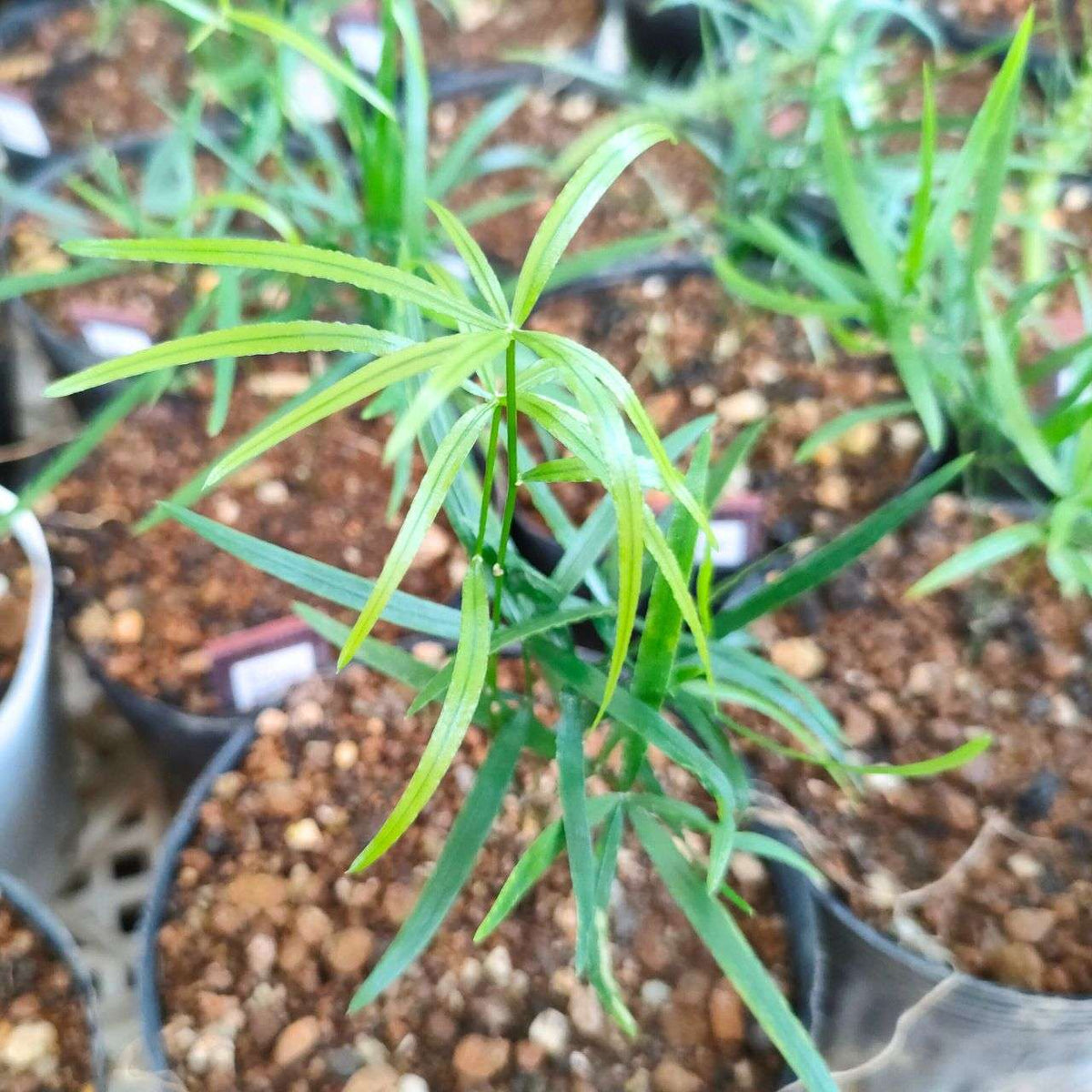 アスパラガス・ファルカタス 種子 | シックルソーン - 観葉植物 - 種子