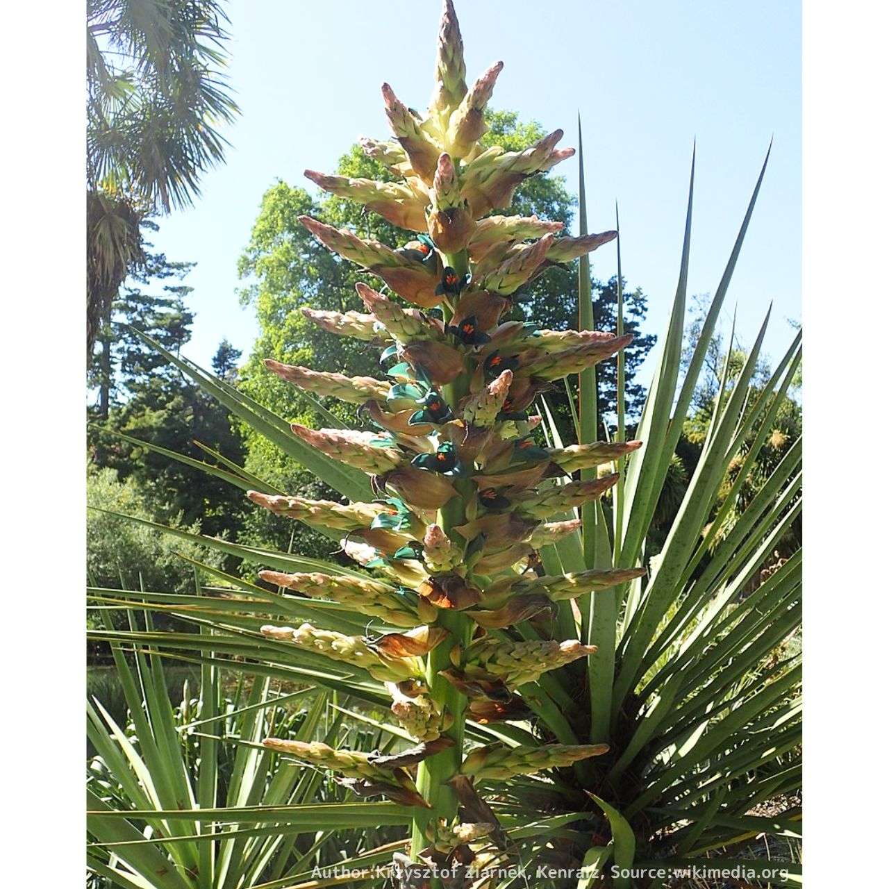 プヤ・アルペストリス 種子 | パイナップル科の観葉植物 - 種子