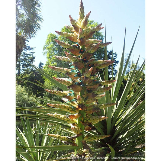 プヤ・アルペストリス 種子 | パイナップル科の観葉植物 - 種子