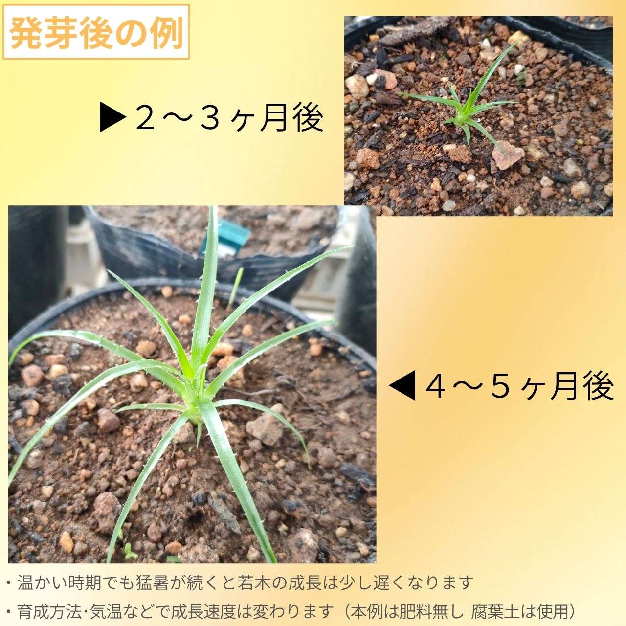 プヤ・アルペストリス 種子 | パイナップル科の観葉植物 - 種子