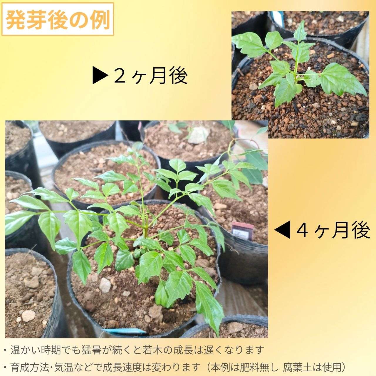 ラデルマケラ・シニカ 種子 | センダンキササゲ - 観葉植物 - 種子