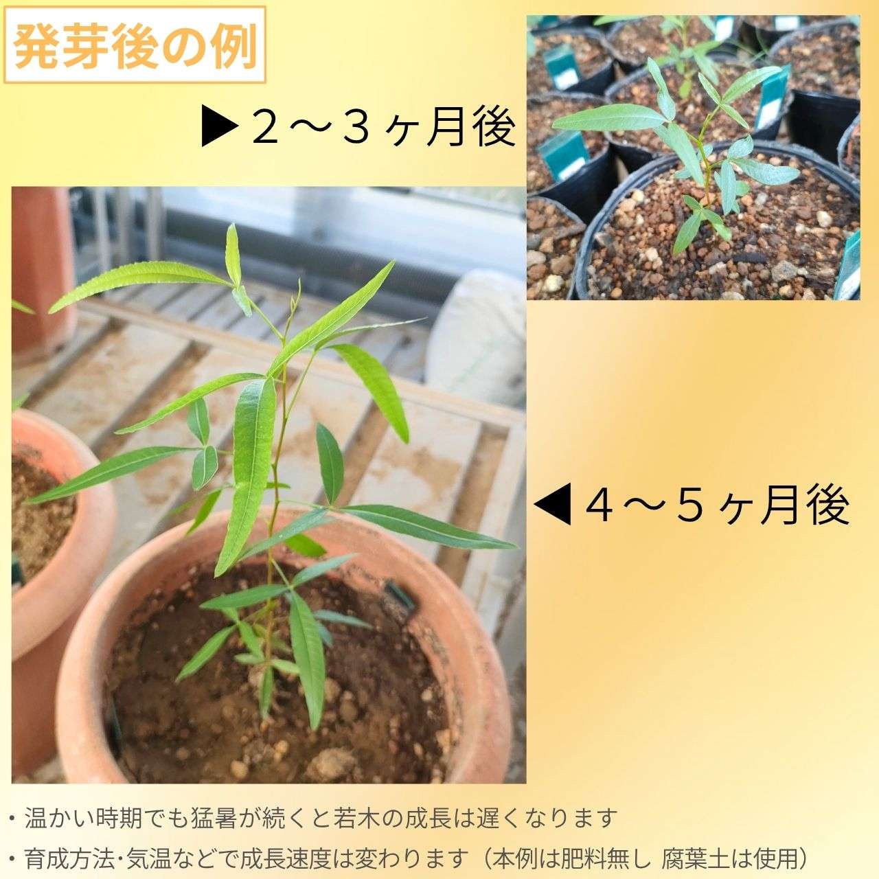ルス・ランセア 種子 | アフリカンサマック - 槍型の葉のウルシ - 種子