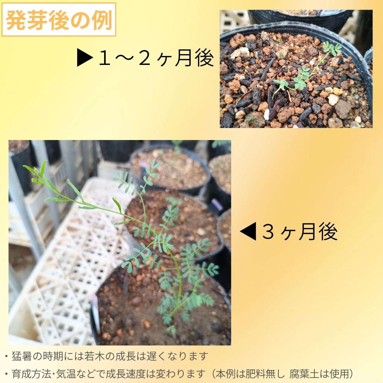 アカシア・アシナセア 種子 | ゴールドダストワトル - 短剣の葉のミモザ - 種子