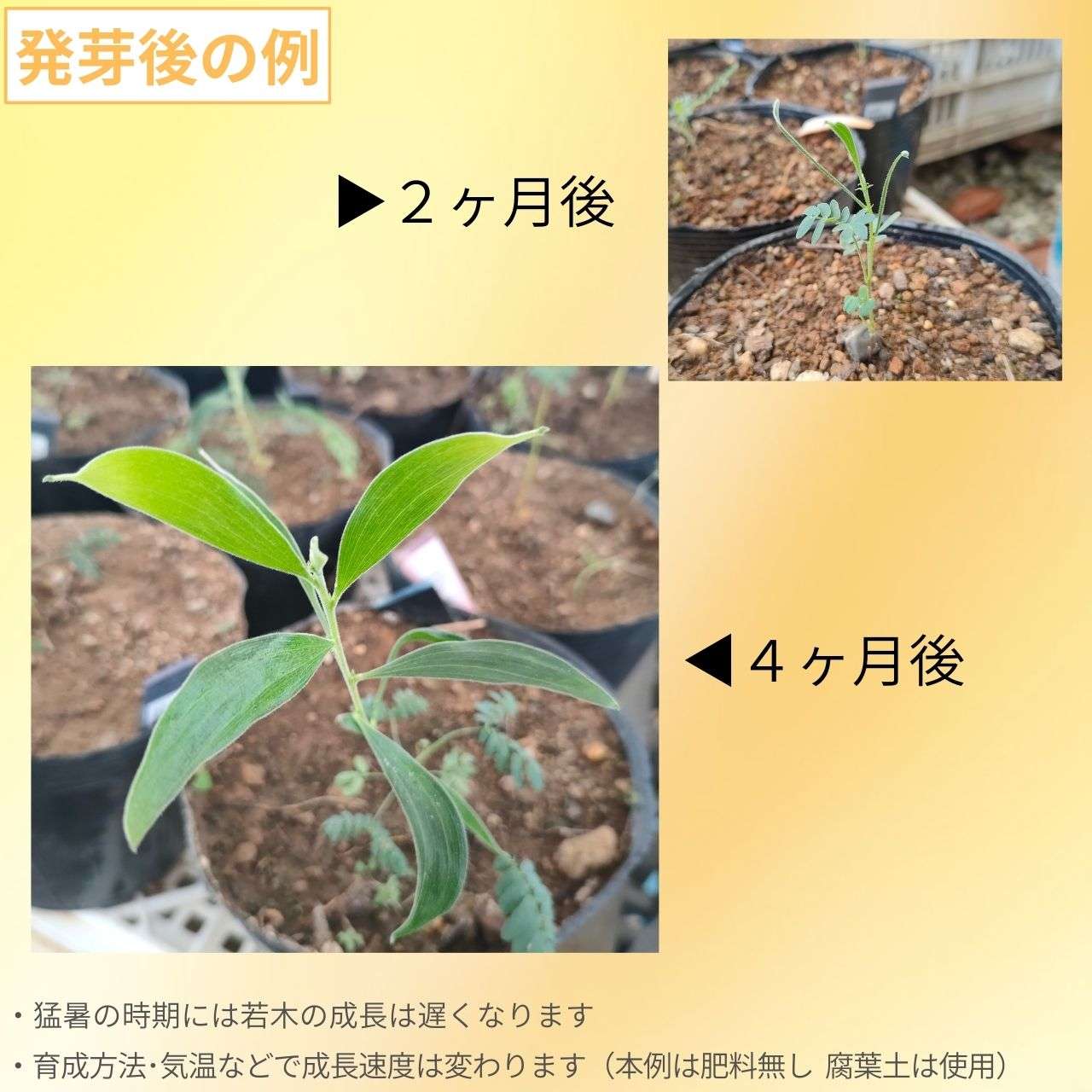 アカシア・ビネービア 種子 | コースト・マイアル(マイオール) - 青緑色の鎌形の葉 - 種子