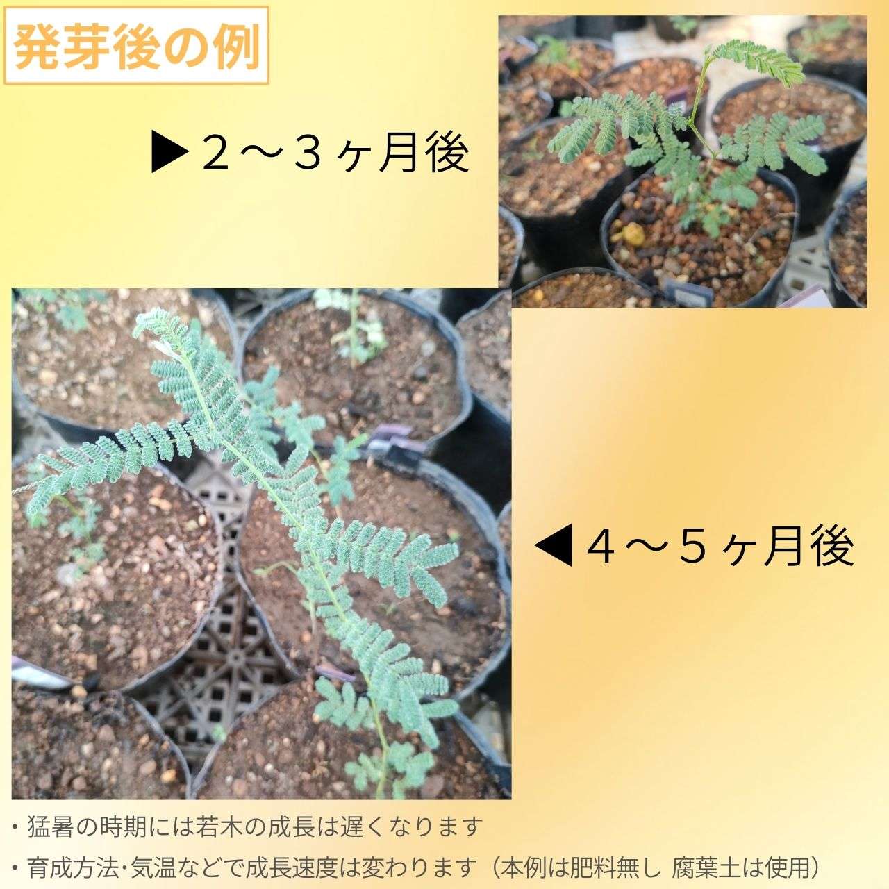 アカシア・カルディオフィラ 種子 | ワイアロング・ワトル - 横に広がるミモザ - 種子