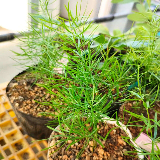 アスパラガス・スプレンゲリ 種子 | 観葉植物 - 種子