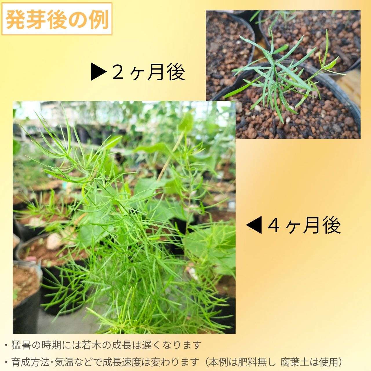 アスパラガス・スプレンゲリ 種子 | 観葉植物 - 種子