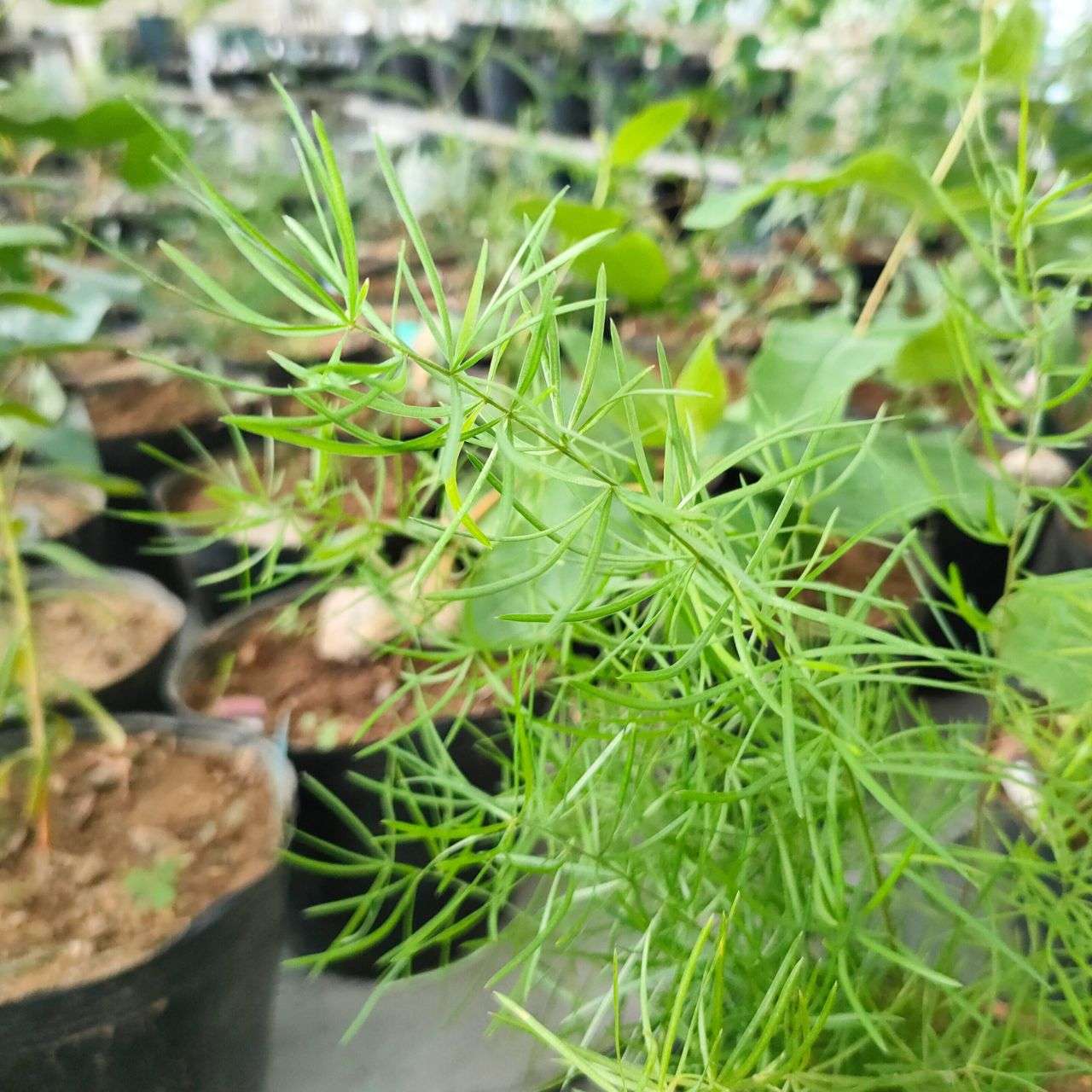アスパラガス・スプレンゲリ 種子 | 観葉植物 - 種子
