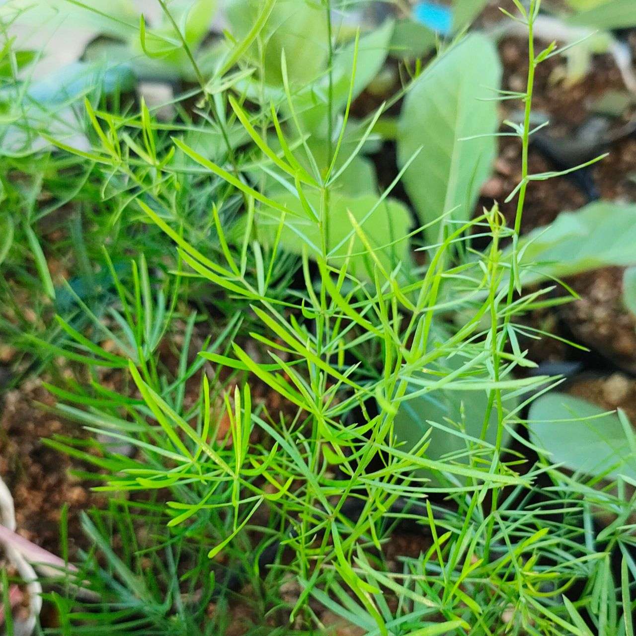 アスパラガス・スプレンゲリ 種子 | 観葉植物 - 種子