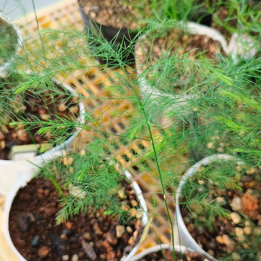 アスパラガス・ヴィルガツス 種子 | ブルームファーン - 観葉植物 - 種子
