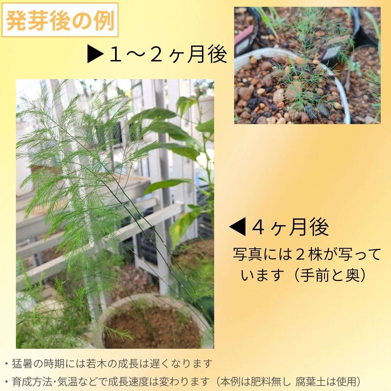 アスパラガス・ヴィルガツス 種子 | ブルームファーン - 観葉植物 - 種子